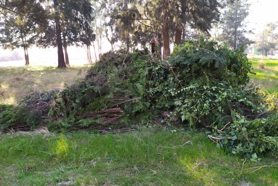 272411 | Noroeste solidario: De residuos de poda a leña para familias vulnerables - Centro Municipal Distrito Noroeste