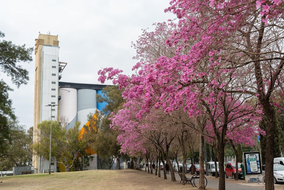 273640 | Proponen generar un registro de árboles distinguidos de la ciudad - Juan Pablo Allegue