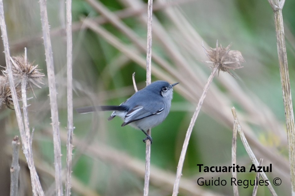 324999 | Tacuarita Azul - Gentileza Guido Regules
