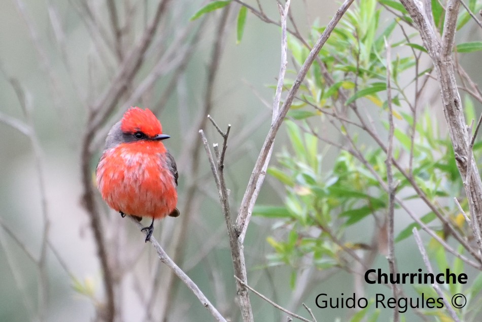 325000 | Churrinche - Gentileza Guido Regules