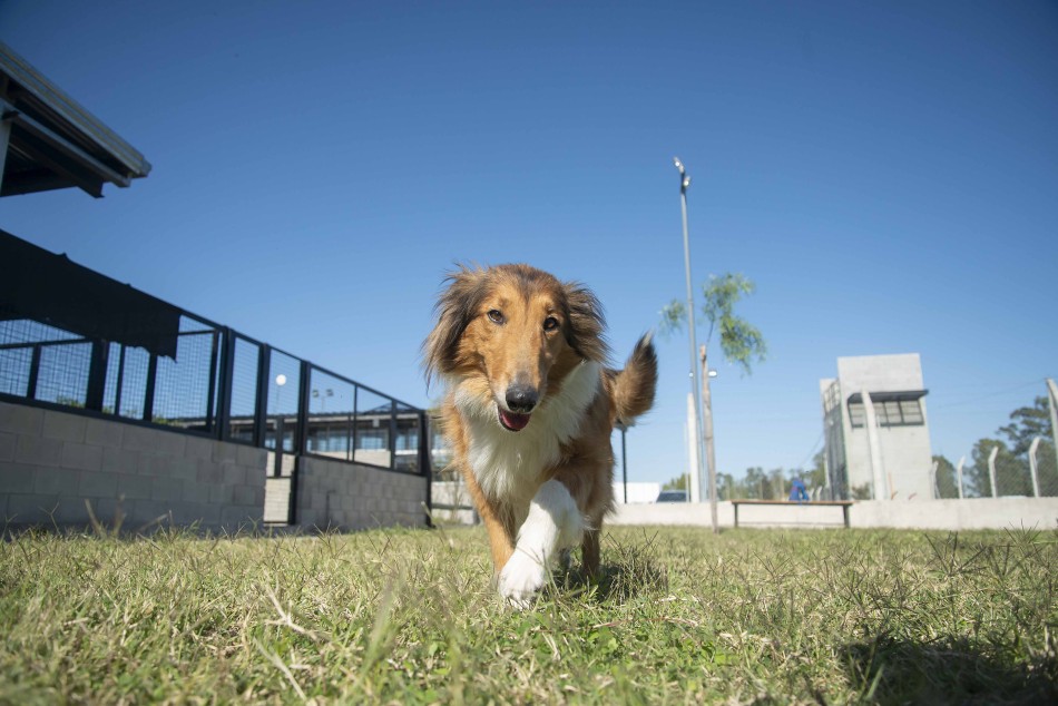 359038 | Dia del animal - Sec. de Salud Pública (Guillermo Fernández)