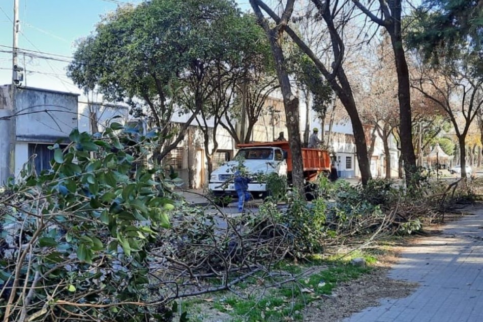 370523 | Cuadrillas del municipio realizan intervenciones de poda y escamonda en distintos barrios - Municipalidad de Rosario