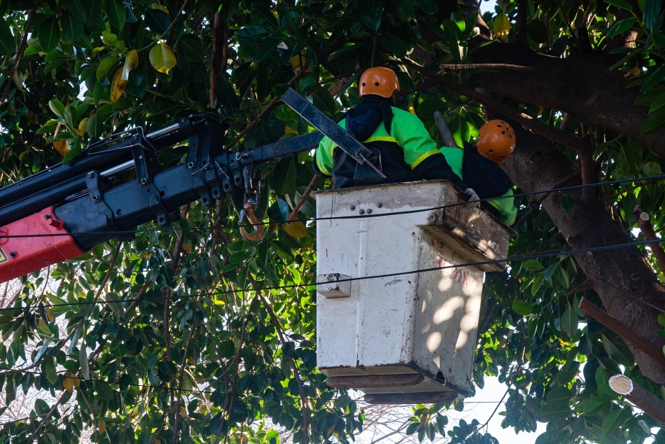 371510 | Cuadrillas del municipio realizan intervenciones de poda y escamonda - Secretaía de Ambiente y Espacio Público