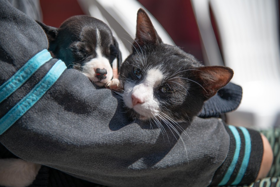 450867 | El sábado 17 hay una jornada de castración masiva y gratuita en el Imusa - Subsecretaría de Comunicación Social (Jonatan Bustos - archivo)