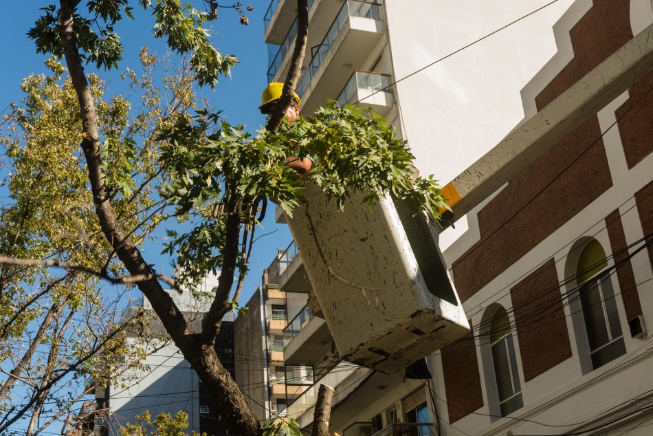 570663 | Cuadrillas del municipio realizan intervenciones de poda y escamonda en distintos barrios - Secretaía de Ambiente y Espacio Público (Juan Pablo Allegue)
