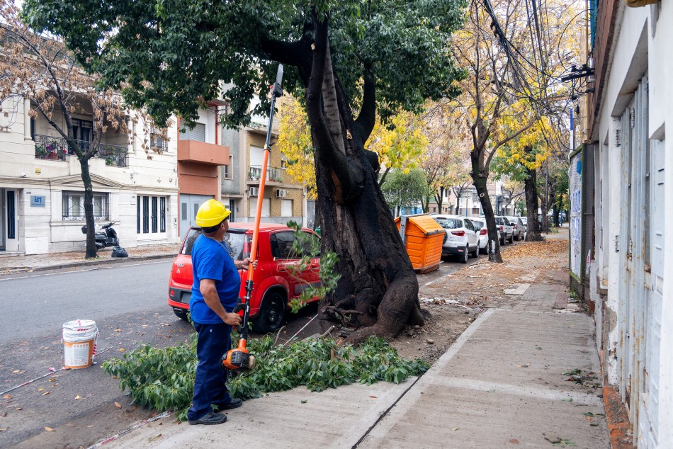 572321 | Intervenciones de poda y escamonda en San Luis al 3300 - Secretaría de Ambiente y Espacio Público (Juan Pablo Allegue)