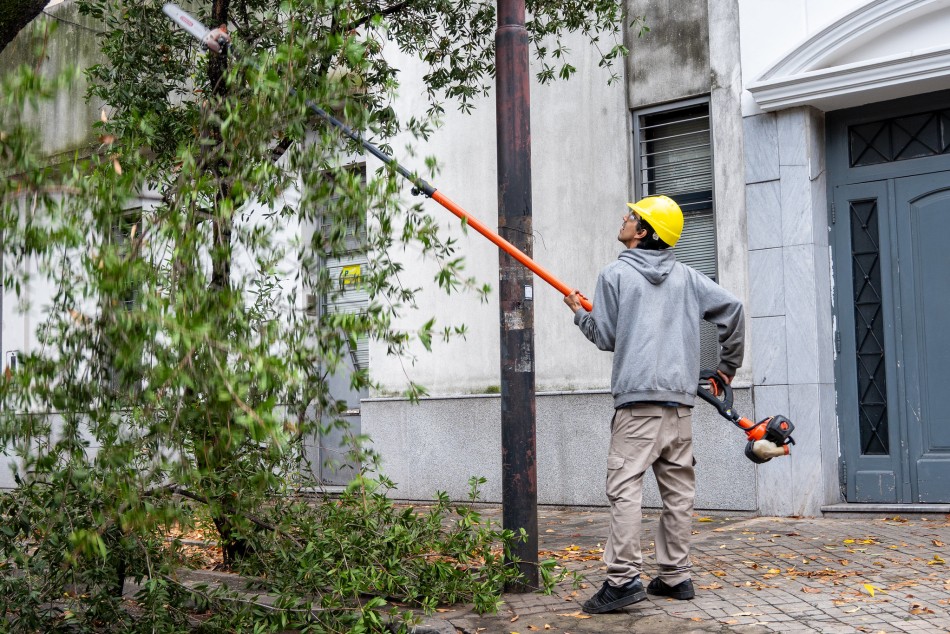 572318 | Intervenciones de poda y escamonda en San Luis al 3300 - Secretaría de Ambiente y Espacio Público (Juan Pablo Allegue)