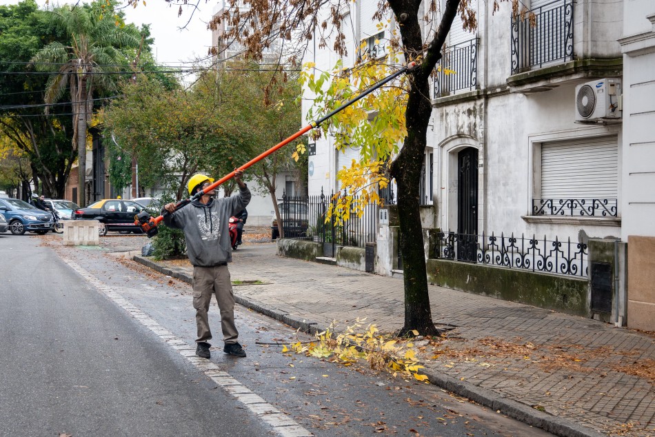 572322 | Intervenciones de poda y escamonda en San Luis al 3300 - Secretaría de Ambiente y Espacio Público (Juan Pablo Allegue)