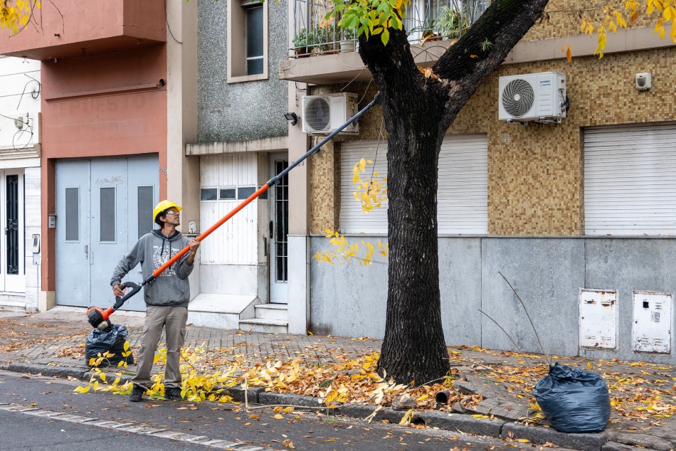 572320 | Intervenciones de poda y escamonda en San Luis al 3300 - Secretaría de Ambiente y Espacio Público (Juan Pablo Allegue)