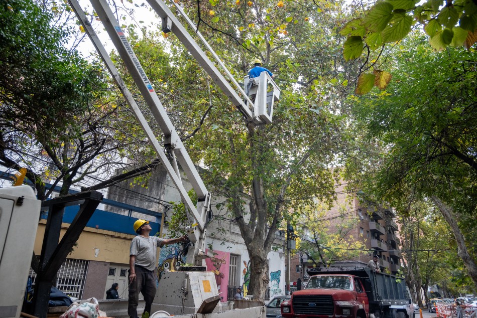 574304 | Cuadrillas realizan mantenimiento del arbolado de alineación - Juan Pablo Allegue