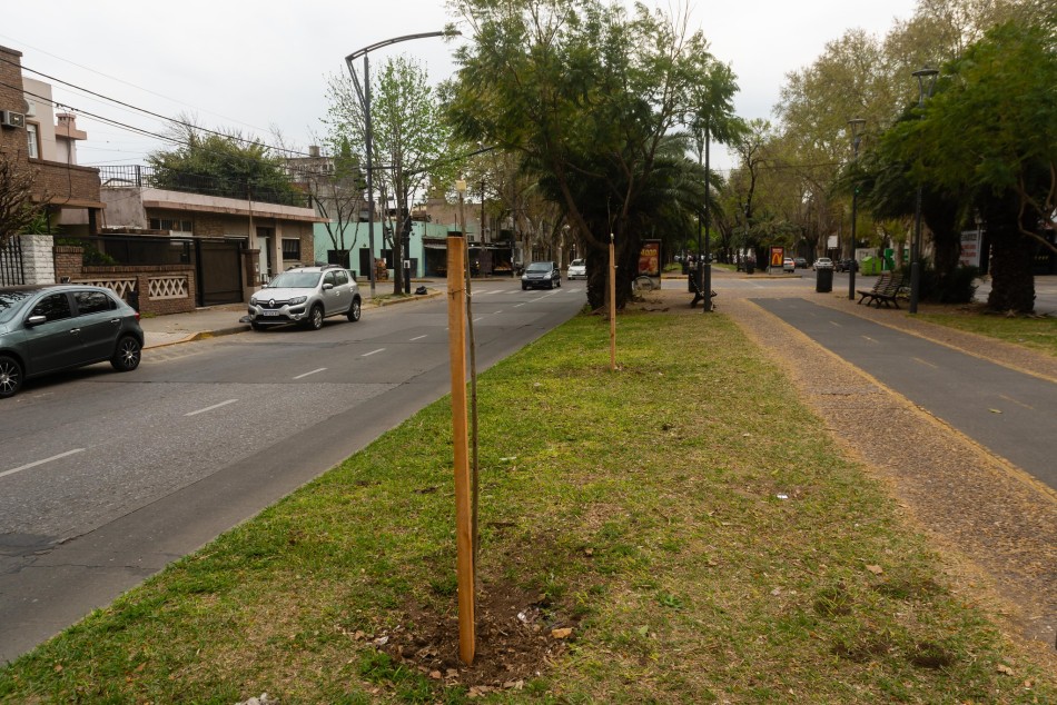 596690 | Plantación de árboles en toda la ciudad - Secretaría de Ambiente y Espacio Público (archivo)