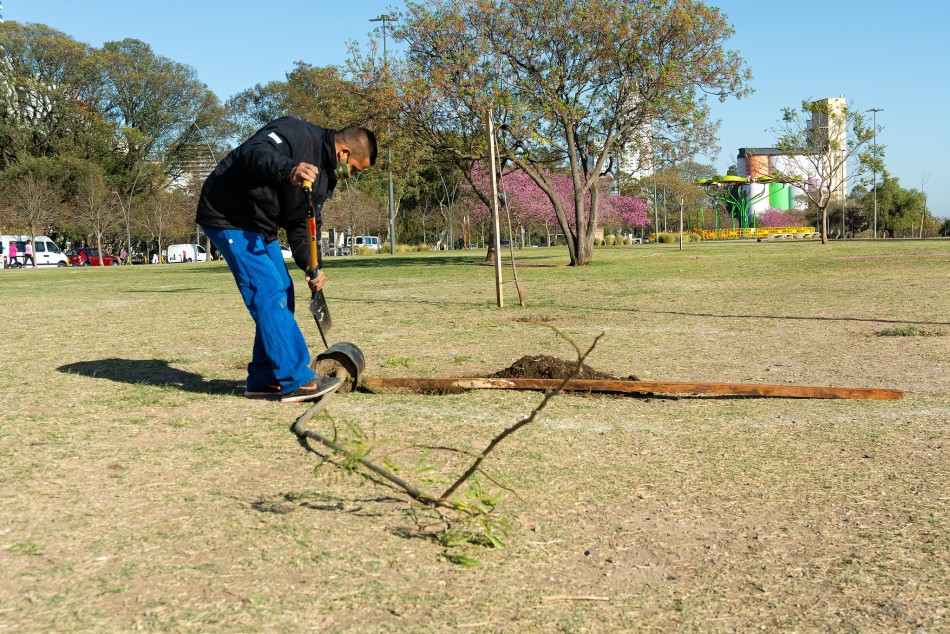 596694 | Plantación de árboles en toda la ciudad - Secretaría de Ambiente y Espacio Público (archivo)
