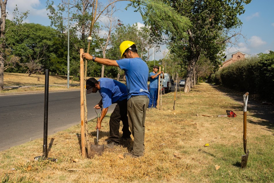 596693 | Plantación de árboles en toda la ciudad - Secretaría de Ambiente y Espacio Público (archivo)