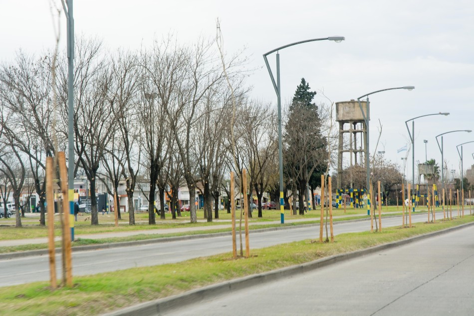 596691 | Plantación de árboles en toda la ciudad - Secretaría de Ambiente y Espacio Público (archivo)