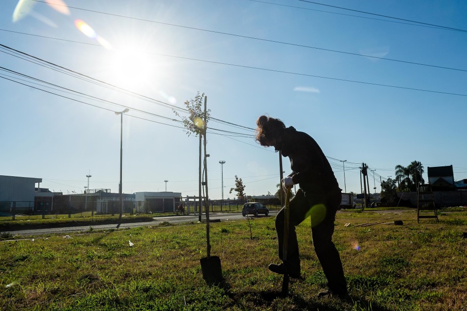 596692 | Plantación de árboles en toda la ciudad - Secretaría de Ambiente y Espacio Público (archivo)