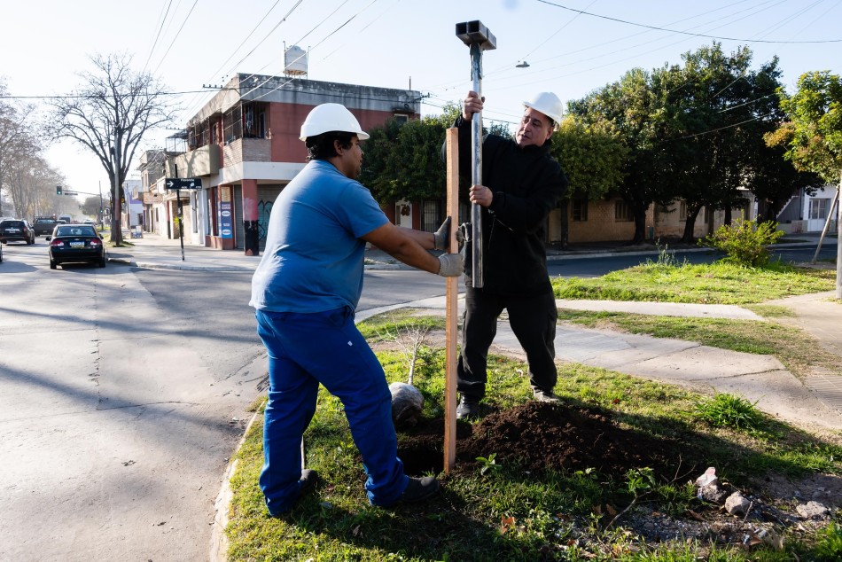 604449 | El municipio continúa con la plantación de árboles - Secretaría de Ambiente y Espacio Público (Juan Pablo Allegue)