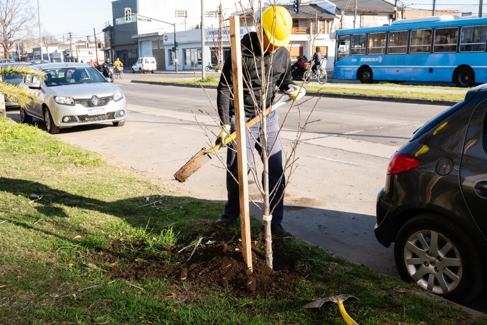 604451 | El municipio continúa con la plantación de árboles - Secretaría de Ambiente y Espacio Público (Juan Pablo Allegue)