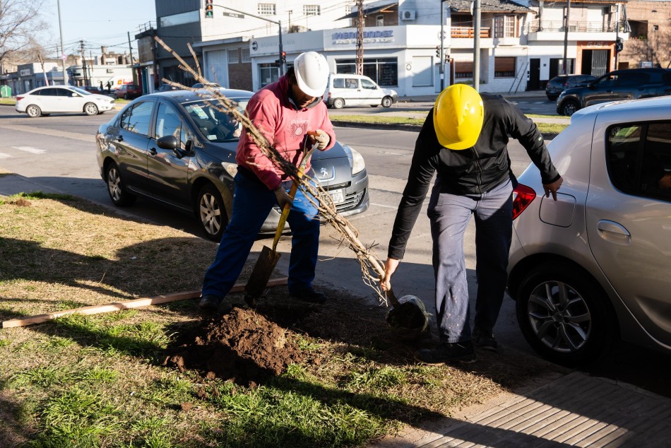 604454 | El municipio continúa con la plantación de árboles - Secretaría de Ambiente y Espacio Público (Juan Pablo Allegue)